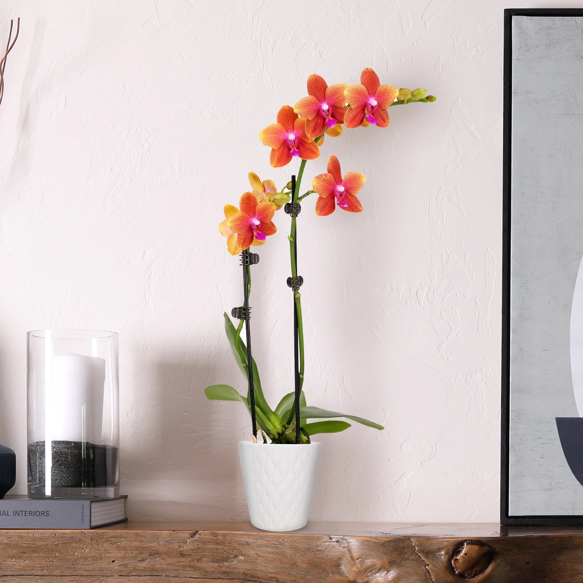 Just Add Ice 15-20" Salmon Petite Orchid Live Plant in 3" White Ceramic Pot, House Plant