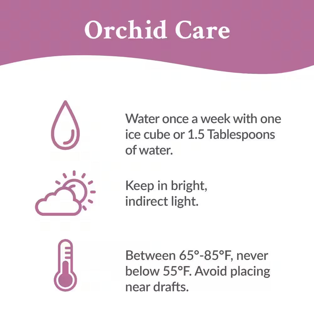 Orchid (Phalaenopsis) Mini Dark Purple Plant Ar 2-1/2 In. White Ceramic Pottery